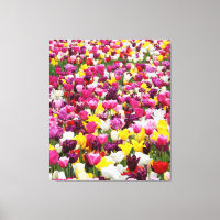 champ plein de tulipes