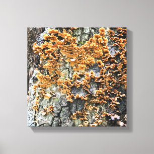 Toile champignon