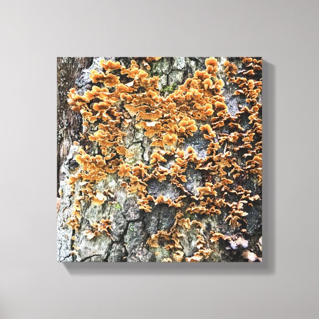 Toile champignon (Recto)