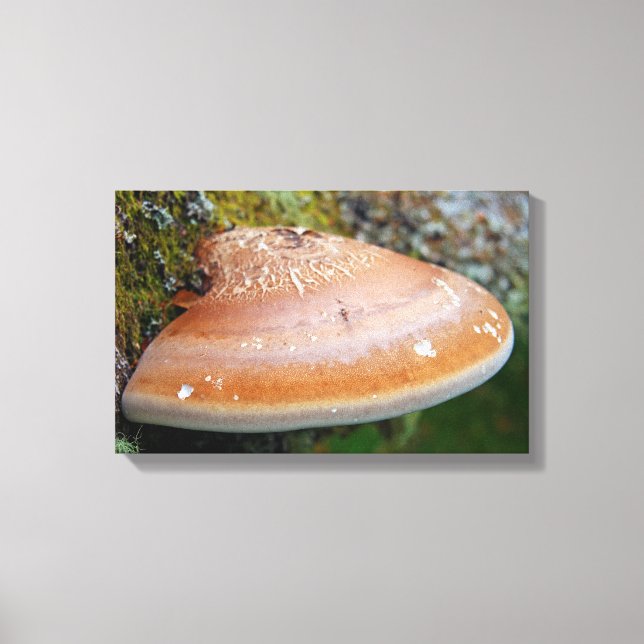 Toile champignon de la poignée (Recto)