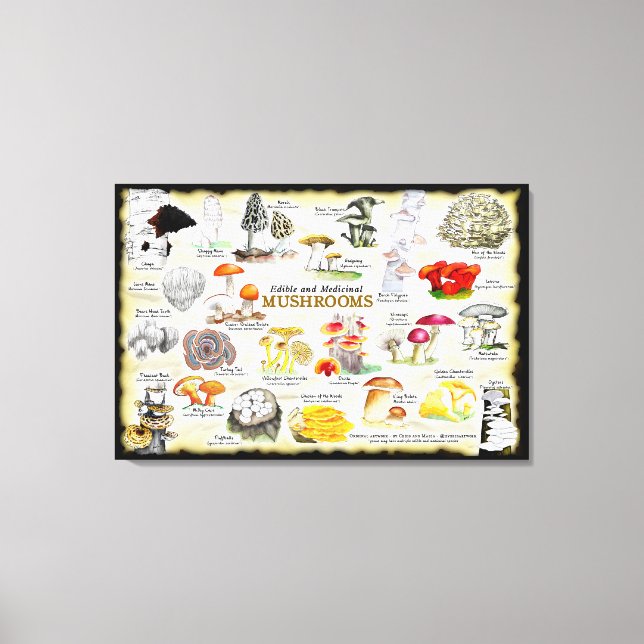 Toile Champignons (comestibles et médicinaux) Grande toi (Recto)