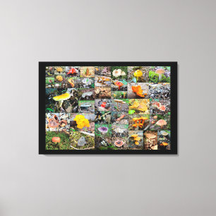 Toile Champignons Planet - Montgomery County PA