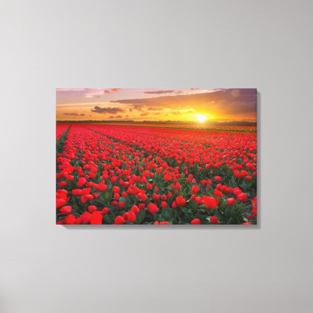 Toile Champs de tulipes au coucher du soleil dans la Pay (Recto)