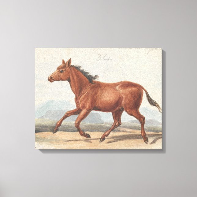 Toile Charles Hamilton Smith - Le Cheval Koomrah (Recto)
