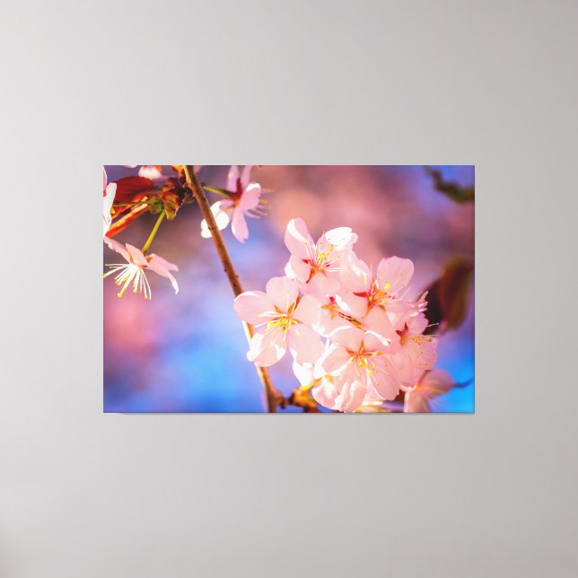 Toile Charmant Bunch De Fleurs Sakura Au Printemps (Recto)