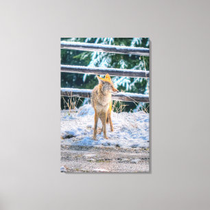 Toile Chasse Femelle Coyote et neige photo Art