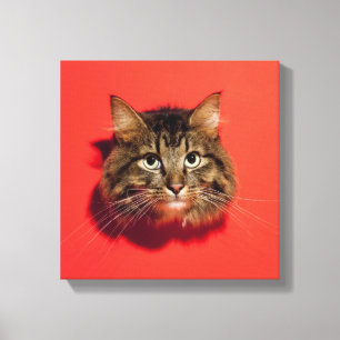 Toile Chat de Saiberian
