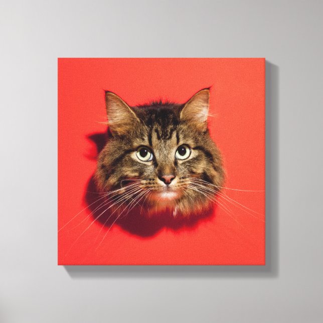 Toile Chat de Saibérie (Recto)