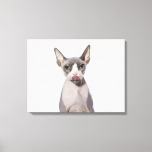 Toile Chat de Sphynx avec la langue
