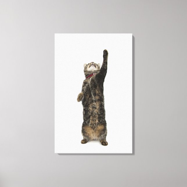 Toile Chat de table domestique debout sur deux jambes at (Recto)