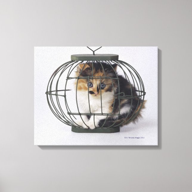 Toile Chat en cage (Recto)