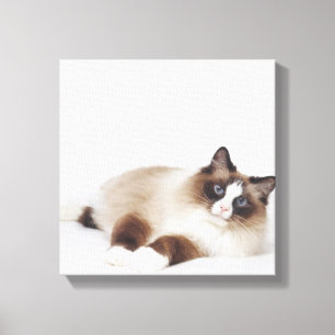 Toile Chat étendu