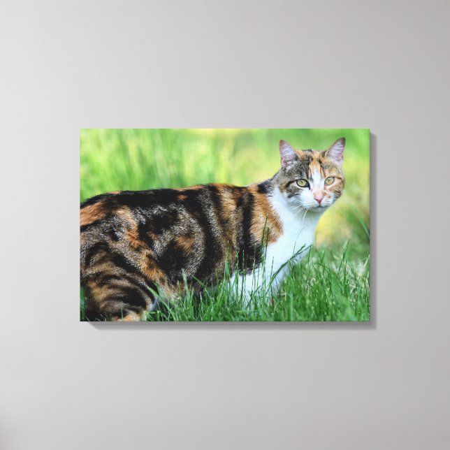 Toile Chat marron et blanc (Recto)