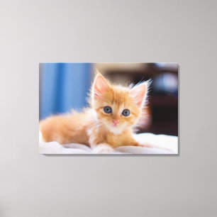Toile Chat mignon avec des yeux bleus