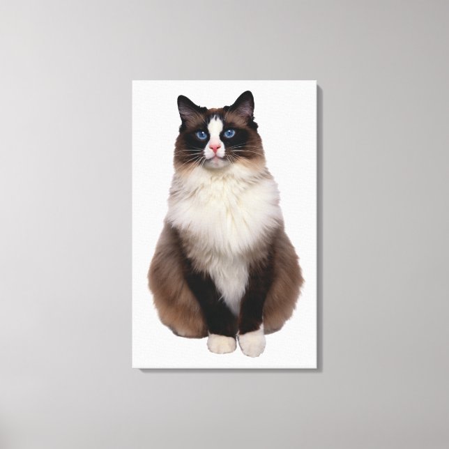 Toile Chat Ragdoll (Recto)
