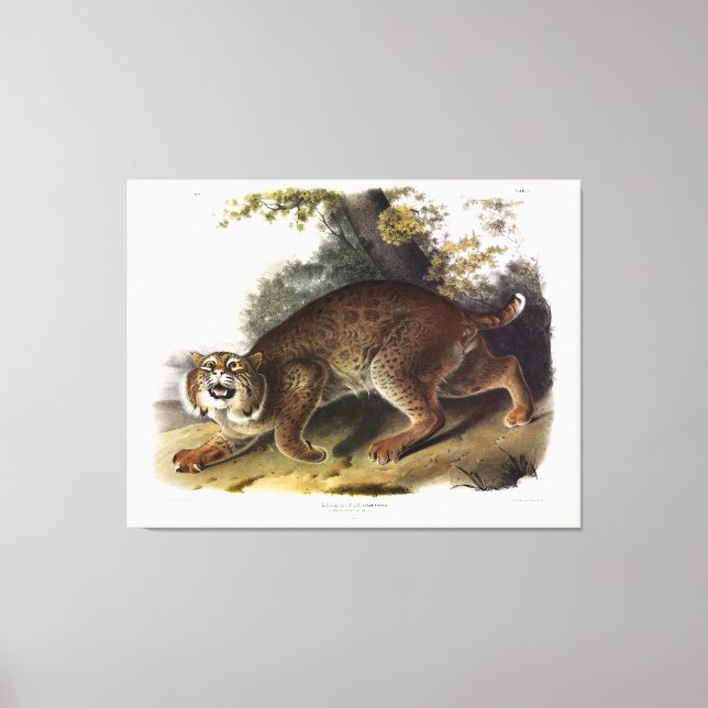Toile Chat sauvage américain (Bobcat) Audubon (Recto)