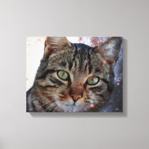 Toile Chat spatial
