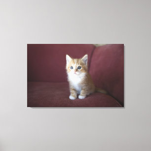 Toile Chat sur le sofa