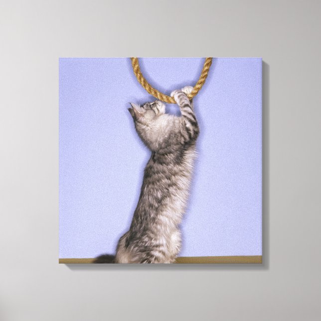 Toile Chat tendant vers la corde (Recto)