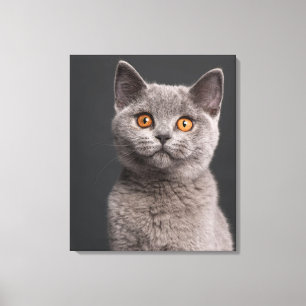 Toile Chaton britannique de Shorthair (3 mois)