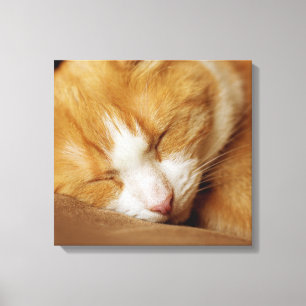Toile Chaton couchant