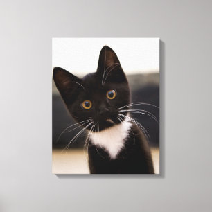 Toile Chaton noir et blanc mignon de smoking
