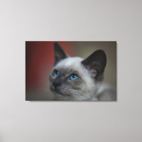 chaton siamois