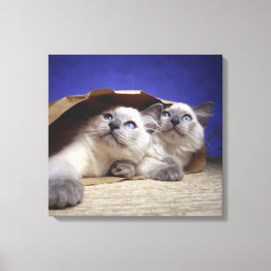 Toile Chats dans le sac de papier