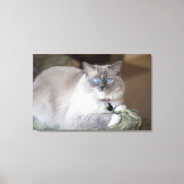 Toile Chatte Ragdoll (Recto)