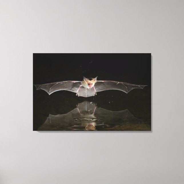 Toile Chauve-souris buvant en vol, Arizona (Recto)