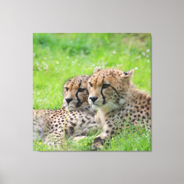 Toile Cheetah 001 (Recto)