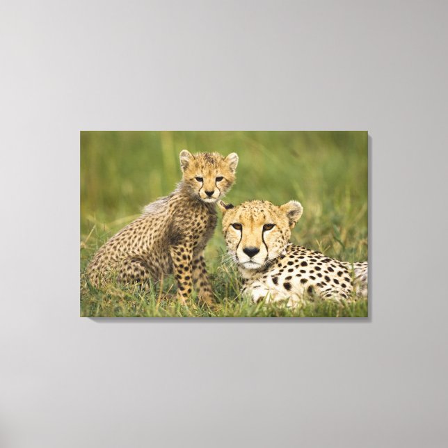 Toile Cheetah, Acinonyx jubatus, avec Cub (Recto)