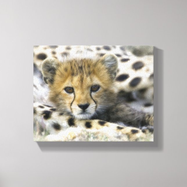 Toile Cheetah Cub (Recto)