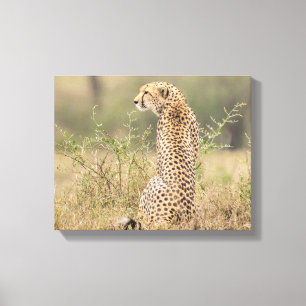 Toile Cheetah dans un cadre naturel enveloppé