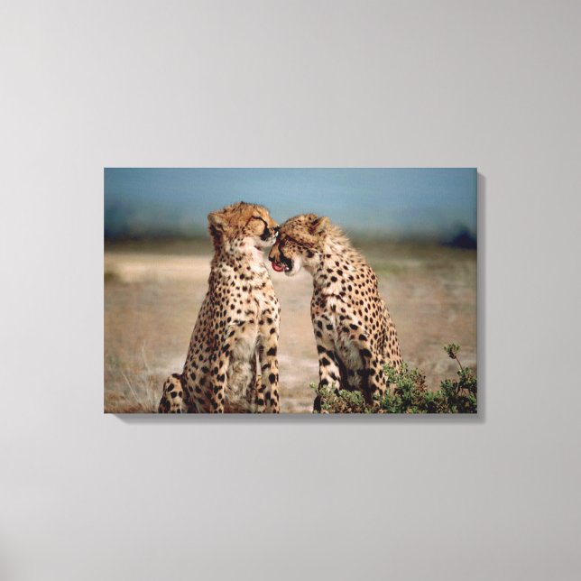 Toile Cheetahs (Recto)