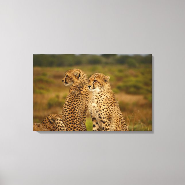 Toile Cheetahs (Recto)