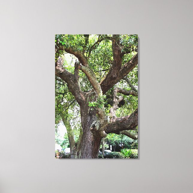 Toile Chêne Dans Le Parc 7659 Jacksonville, Floride (Recto)