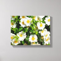 Cherokee rose dans le jardin