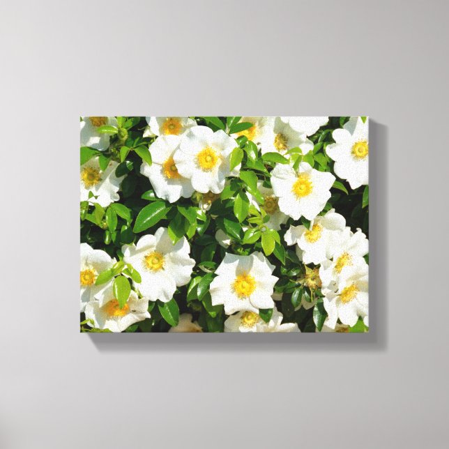 Toile Cherokee rose dans le jardin (Recto)