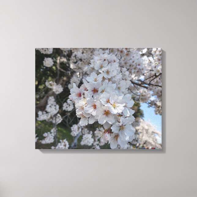 Toile CHERRY BLOSSOMS #2 SUR CANVAS 20 "x 16" (Recto)
