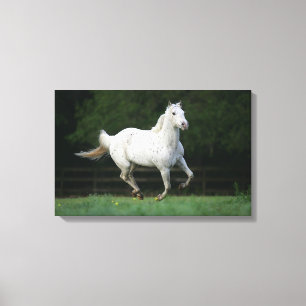 Toile Cheval Appaloosa 1