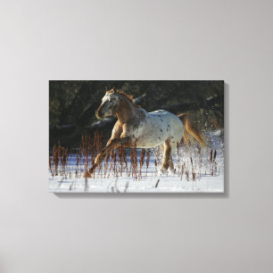 Toile Cheval Appaloosa courant dans la neige