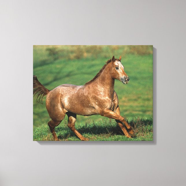 Toile Cheval Appaloosa courant dans le champ de Grassy (Recto)
