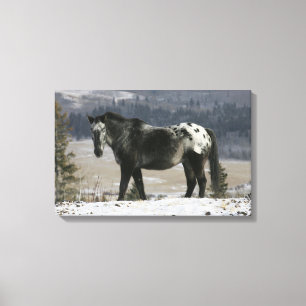 Toile Cheval Appaloosa dans la neige