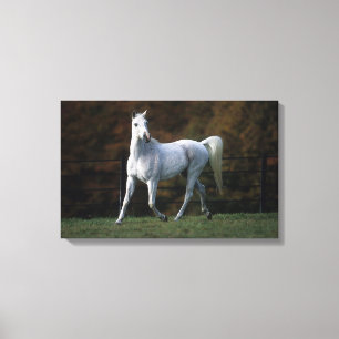 Toile Cheval arabe courant 1