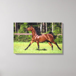 Toile Cheval arabe courant 2