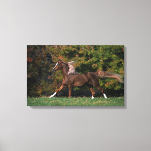 Toile Cheval arabe fonctionnant dans le domaine herbeux