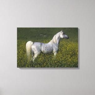 Toile Cheval arabe se tenant en fleurs