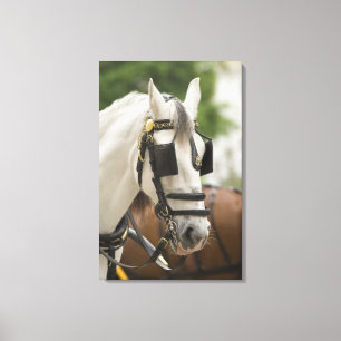 Toile Cheval avec des oeillères