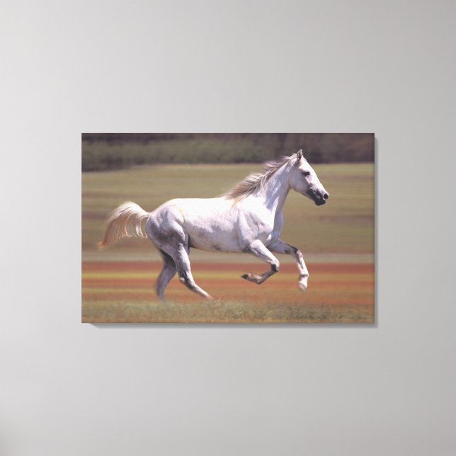 Toile Cheval blanc courant dans le champ (Recto)